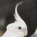 Foto del perfil de Pixel