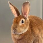 Foto del perfil de Simba