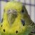 Foto del perfil de Wasabi